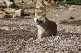 AKITA INU 268